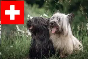 Read more about the article Skye Terrier Züchter und Welpen in der Schweiz