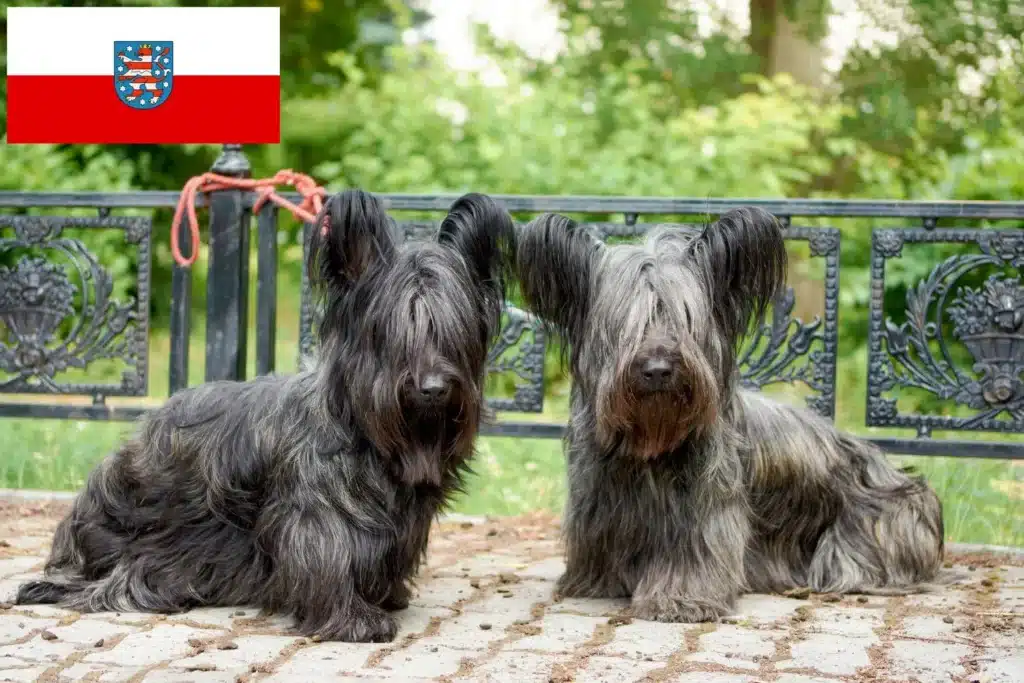 Skye Terrier Züchter mit Welpen Thüringen