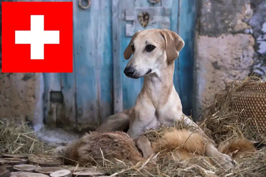 Sloughi Züchter mit Welpen Schweiz