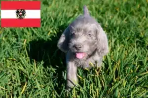 Mehr über den Artikel erfahren Slowakischer Rauhbart Züchter und Welpen in Österreich