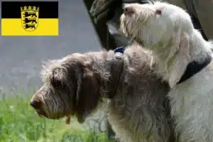 Read more about the article Spinone Italiano Züchter und Welpen in Baden-Württemberg