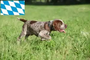 Read more about the article Spinone Italiano Züchter und Welpen in Bayern