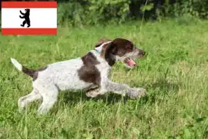 Read more about the article Spinone Italiano Züchter und Welpen in Berlin