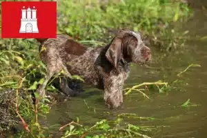Read more about the article Spinone Italiano Züchter und Welpen in Hamburg
