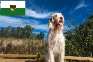 Read more about the article Spinone Italiano Züchter und Welpen in Sachsen