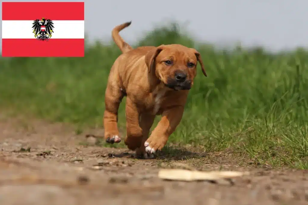 Tosa Züchter mit Welpen Österreich