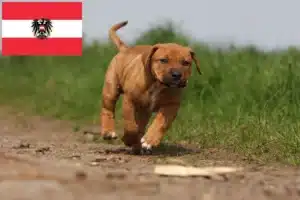 Mehr über den Artikel erfahren Tosa Züchter und Welpen in Österreich