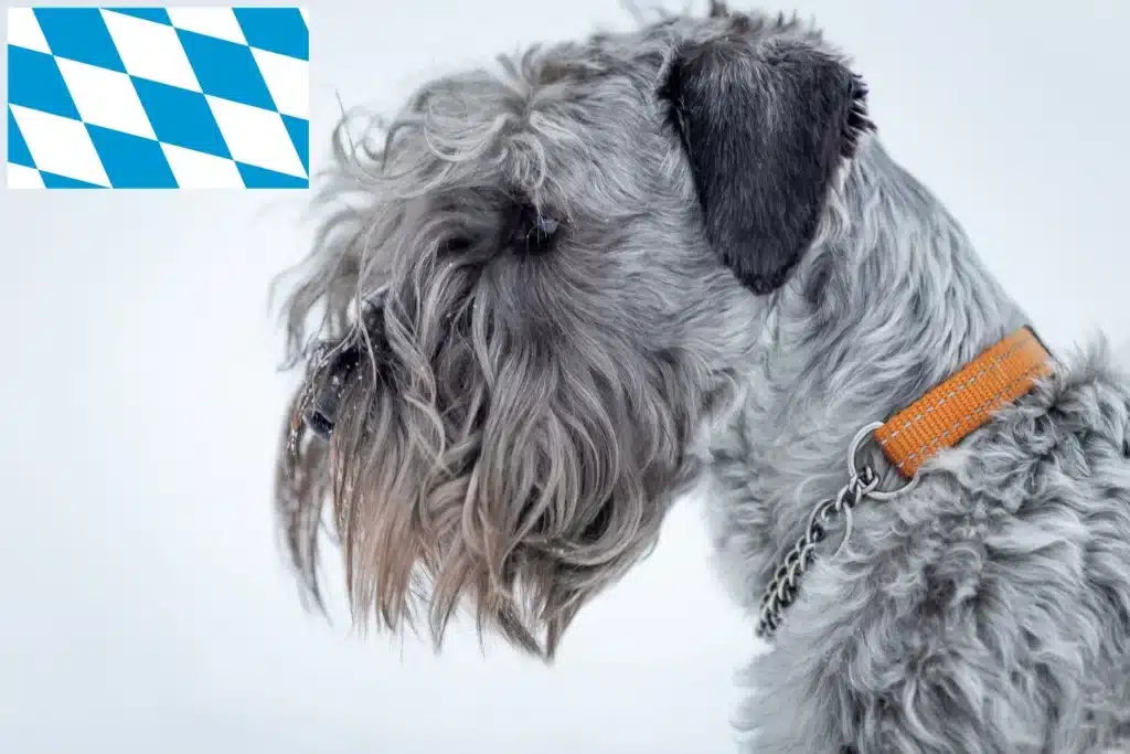 Tschechischer Terrier Züchter mit Welpen Bayern