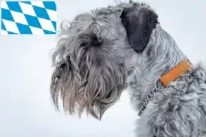 Read more about the article Tschechischer Terrier Züchter und Welpen in Bayern