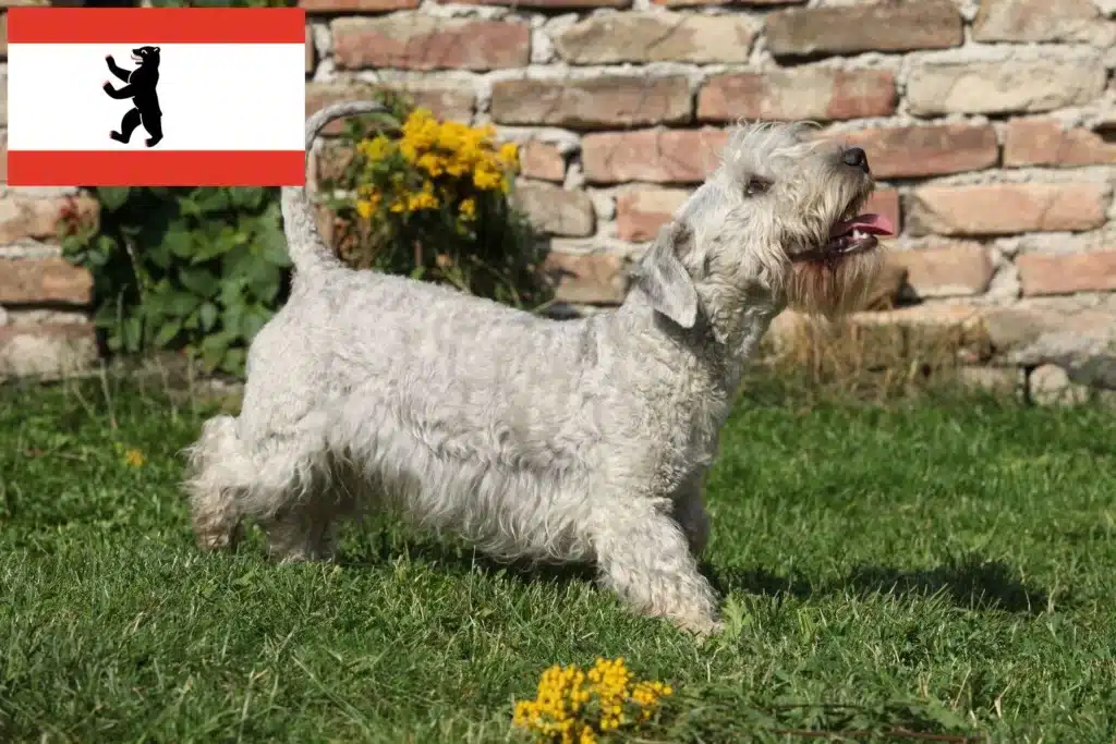 Tschechischer Terrier Züchter mit Welpen Berlin