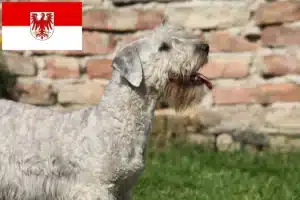 Read more about the article Tschechischer Terrier Züchter und Welpen in Brandenburg