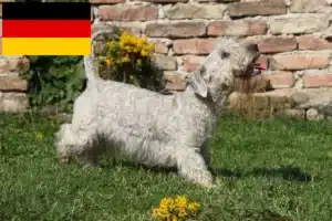 Read more about the article Tschechischer Terrier Züchter und Welpen in Deutschland