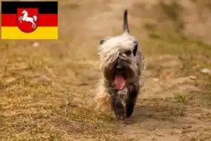 Read more about the article Tschechischer Terrier Züchter und Welpen in Niedersachsen