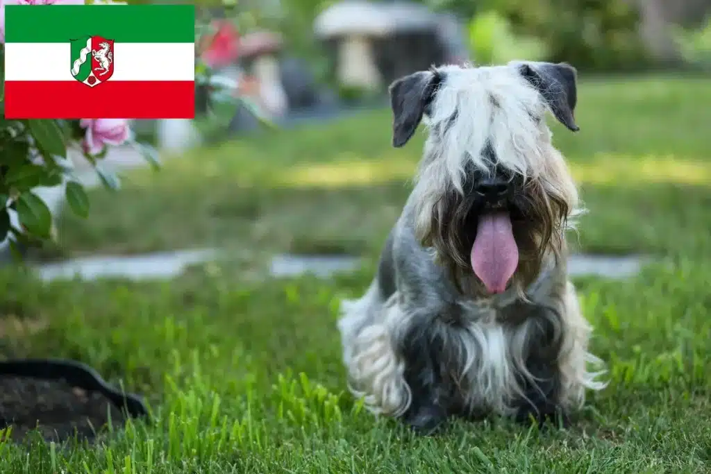 Tschechischer Terrier Züchter mit Welpen Nordrhein-Westfalen