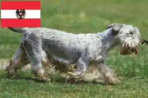 Read more about the article Tschechischer Terrier Züchter und Welpen in Österreich