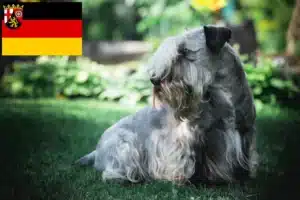 Read more about the article Tschechischer Terrier Züchter und Welpen in Rheinland-Pfalz