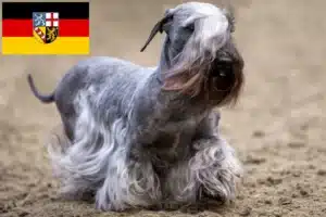 Read more about the article Tschechischer Terrier Züchter und Welpen im Saarland