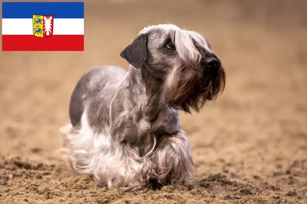 Tschechischer Terrier Züchter mit Welpen Schleswig-Holstein