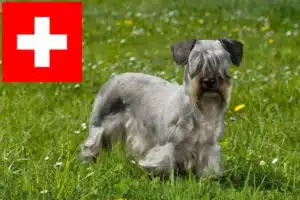 Read more about the article Tschechischer Terrier Züchter und Welpen in der Schweiz