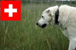 Mehr über den Artikel erfahren Akbash Züchter und Welpen in der Schweiz