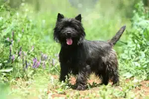 Dunkler Cairn Terrier steht auf einer Wiese.