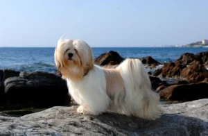 Read more about the article Lhasa Apso