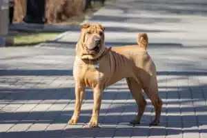 Read more about the article Shar Pei