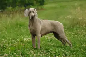 Weimaraner steht auf Blumenwiese