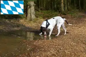 Read more about the article Altdänischer Vorstehhund Züchter und Welpen in Bayern