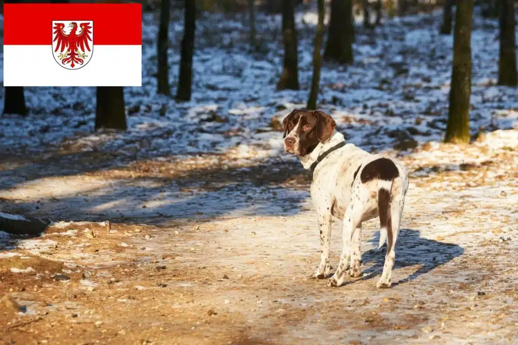 Altdänischer Vorstehhund Züchter mit Welpen Brandenburg