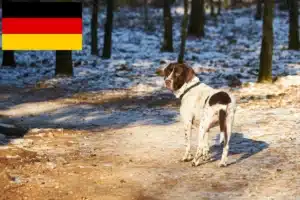 Read more about the article Altdänischer Vorstehhund Züchter und Welpen in Deutschland