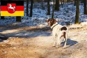 Read more about the article Altdänischer Vorstehhund Züchter und Welpen in Niedersachsen