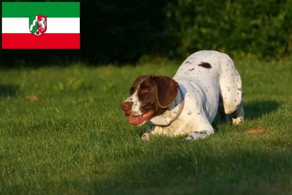 Altdänischer Vorstehhund Züchter mit Welpen Nordrhein-Westfalen