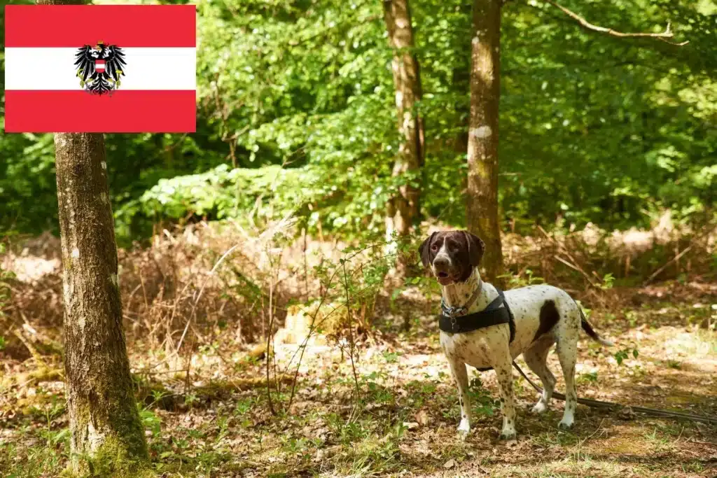 Altdänischer Vorstehhund Züchter mit Welpen Österreich