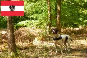 Read more about the article Altdänischer Vorstehhund Züchter und Welpen in Österreich