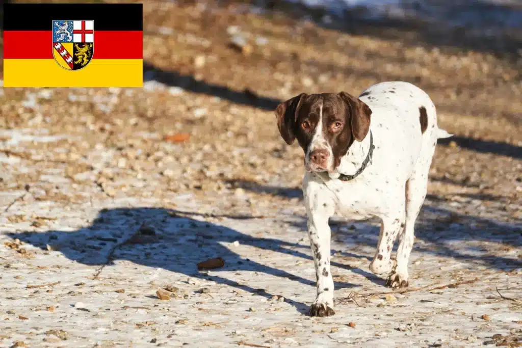 Altdänischer Vorstehhund Züchter mit Welpen Saarland