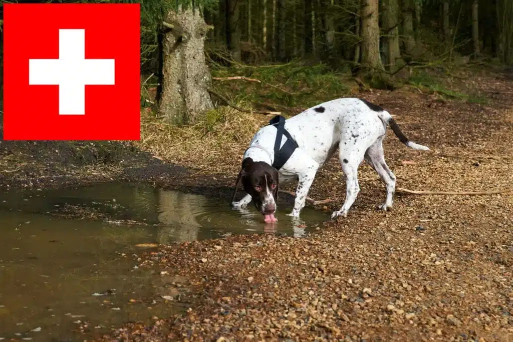 Altdänischer Vorstehhund Züchter mit Welpen Schweiz