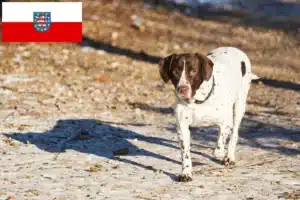 Read more about the article Altdänischer Vorstehhund Züchter und Welpen in Thüringen