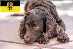 Read more about the article American Water Spaniel Züchter und Welpen in Baden-Württemberg