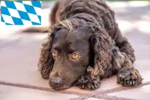 Read more about the article American Water Spaniel Züchter und Welpen in Bayern