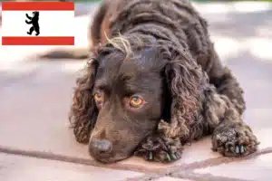 Mehr über den Artikel erfahren American Water Spaniel Züchter und Welpen in Berlin