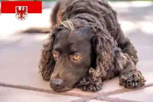 Read more about the article American Water Spaniel Züchter und Welpen in Brandenburg