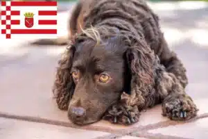 Read more about the article American Water Spaniel Züchter und Welpen in Bremen