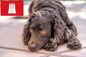 Mehr über den Artikel erfahren American Water Spaniel Züchter und Welpen in Hamburg