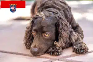 Read more about the article American Water Spaniel Züchter und Welpen in Hessen