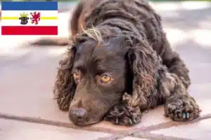 Read more about the article American Water Spaniel Züchter und Welpen in Mecklenburg-Vorpommern