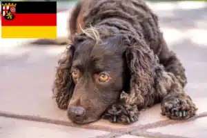 Read more about the article American Water Spaniel Züchter und Welpen in Rheinland-Pfalz