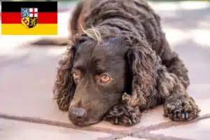 Read more about the article American Water Spaniel Züchter und Welpen im Saarland