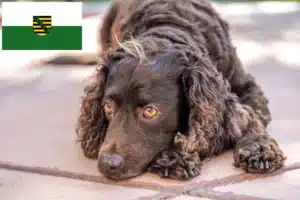 Mehr über den Artikel erfahren American Water Spaniel Züchter und Welpen in Sachsen