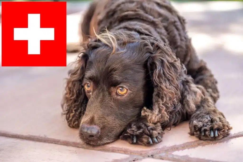 American Water Spaniel Züchter mit Welpen Schweiz